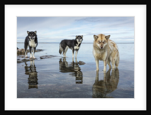 Sled Dogs, Nunavut, Canada by Anonymous