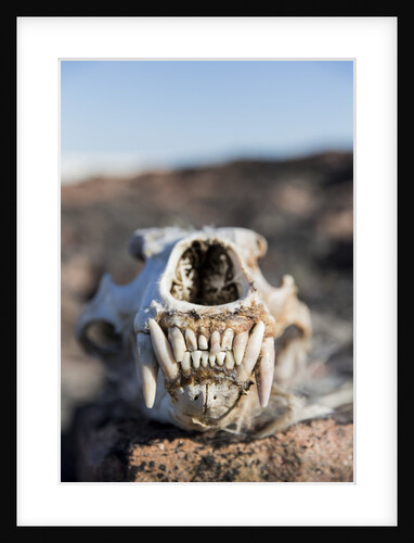 Polar Bear Skull, Hudson Bay, Nunavut, Canada by Anonymous