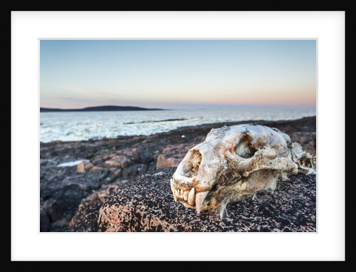 Polar Bear Skull, Hudson Bay, Nunavut, Canada by Anonymous