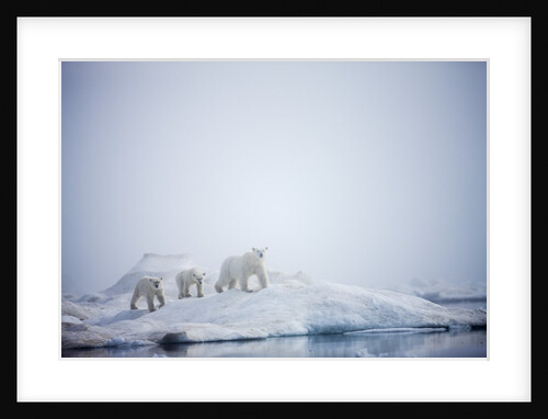 Polar Bears in Fog, Hudson Bay, Nunavut, Canada by Anonymous