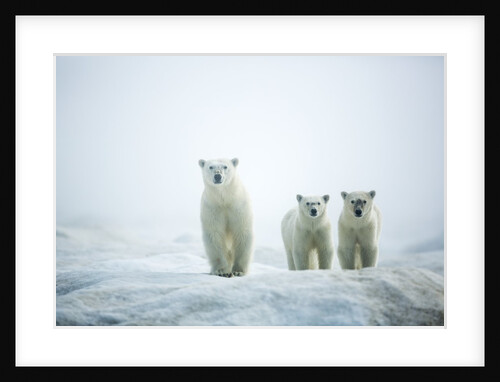 Polar Bears in Fog, Hudson Bay, Nunavut, Canada by Anonymous