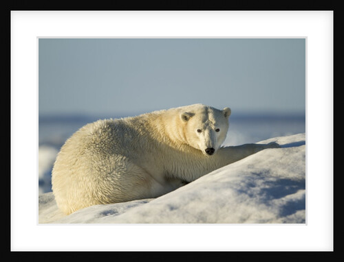 Polar Bear on Iceberg, Hudson Bay, Nunavut, Canada by Anonymous
