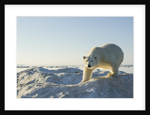 Polar Bear on Iceberg, Hudson Bay, Nunavut, Canada by Anonymous