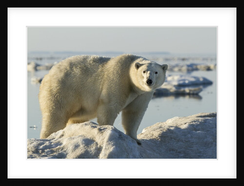 Polar Bear on Iceberg, Hudson Bay, Nunavut, Canada by Anonymous