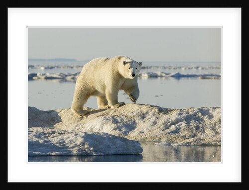 Polar Bear on Iceberg, Hudson Bay, Nunavut, Canada by Anonymous
