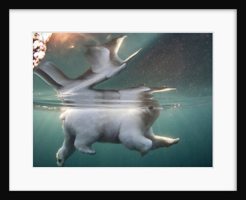Underwater Polar Bear, Hudson Bay, Nunavut, Canada by Anonymous