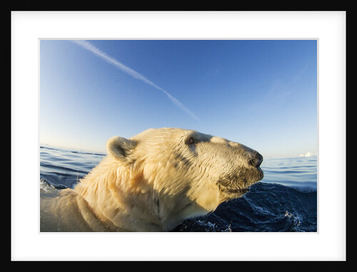 Swimming Polar Bear, Hudson Bay, Nunavut, Canada by Anonymous