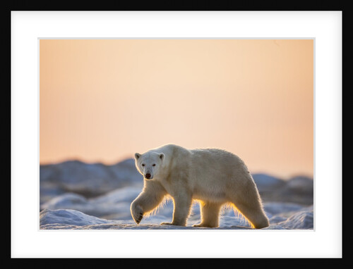 Polar Bear on Sea Ice, Hudson Bay, Nunavut, Canada by Anonymous