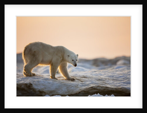 Polar Bear on Sea Ice, Hudson Bay, Nunavut, Canada by Anonymous
