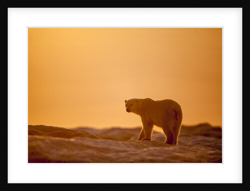 Polar Bear on Sea Ice, Hudson Bay, Nunavut, Canada by Anonymous