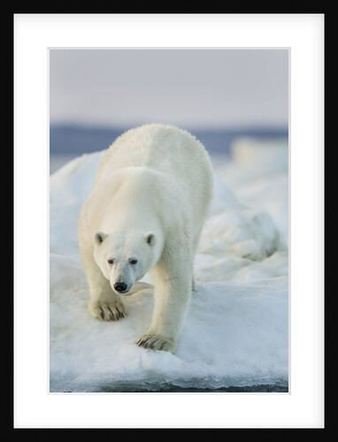 Polar Bear on Sea Ice, Hudson Bay, Nunavut, Canada by Anonymous