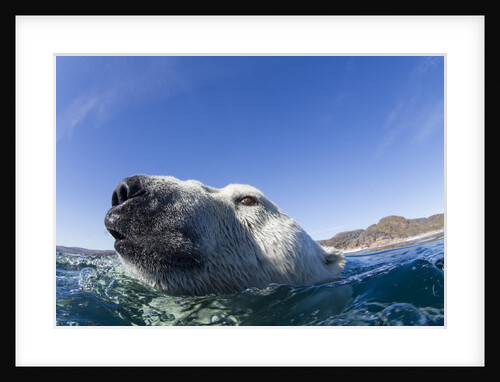 Swimming Polar Bear, Nunavut, Canada by Anonymous