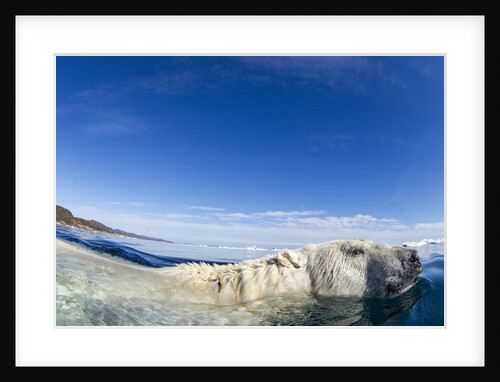 Swimming Polar Bear, Nunavut, Canada by Anonymous