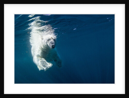 Underwater Polar Bear, Nunavut, Canada by Anonymous