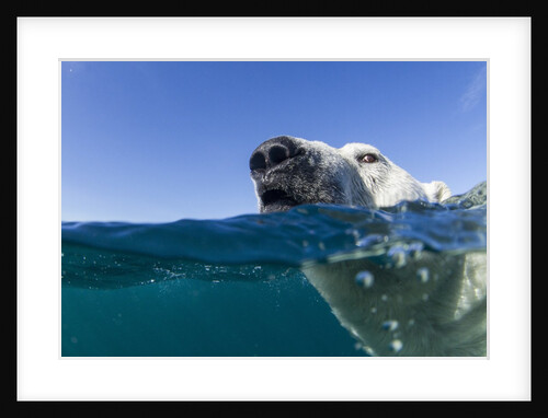 Swimming Polar Bear, Nunavut, Canada by Anonymous