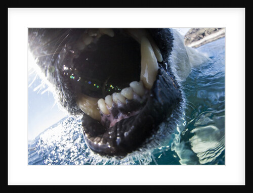 Polar Bear Bites Camera, Nunavut, Canada by Anonymous