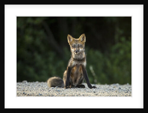 Red Fox, Gillam, Manitoba, Canada by Anonymous