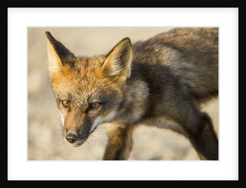 Red Fox, Gillam, Manitoba, Canada by Anonymous