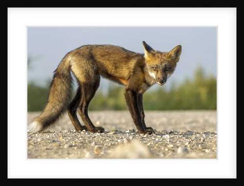 Red Fox, Gillam, Manitoba, Canada by Anonymous