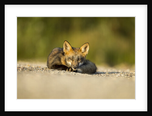 Red Fox, Gillam, Manitoba, Canada by Anonymous