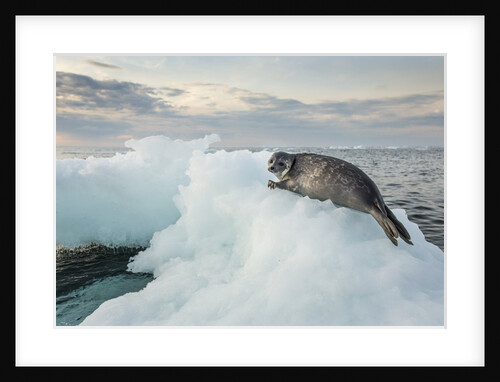 Ringed Seal Pup on Iceberg, Nunavut Territory, Canada by Anonymous