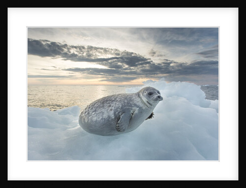 Ringed Seal Pup on Iceberg, Nunavut Territory, Canada by Anonymous