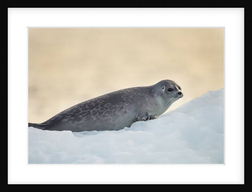 Ringed Seal Pup, Nunavut, Canada by Anonymous