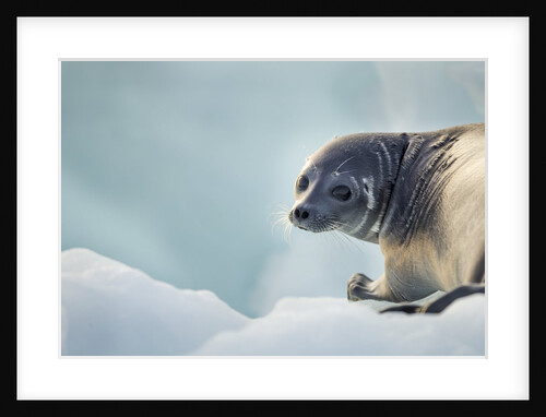 Ringed Seal Pup, Nunavut, Canada by Anonymous