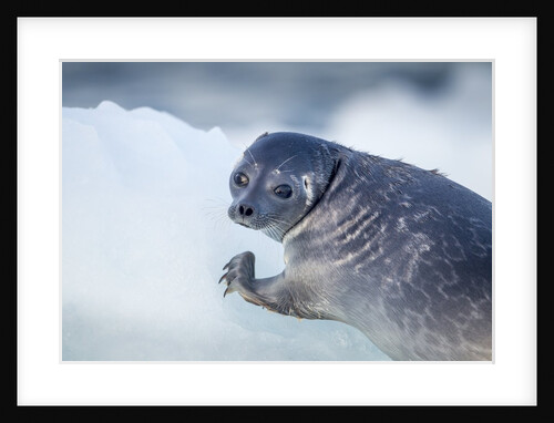 Ringed Seal Pup, Nunavut, Canada by Anonymous