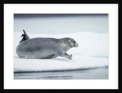Ringed Seal on Iceberg, Nunavut, Canada by Anonymous