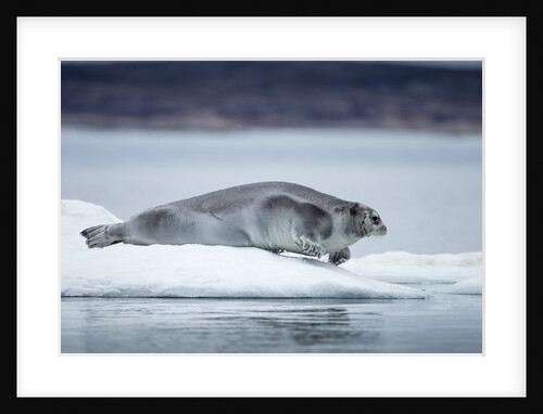 Ringed Seal on Iceberg, Nunavut, Canada by Anonymous