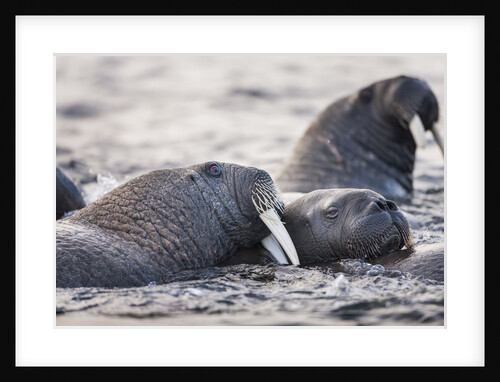 Walrus, Hudson Bay, Nunavut, Canada by Anonymous