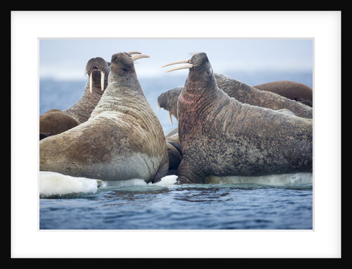 Walrus Herd, Hudson Bay, Nunavut, Canada by Anonymous