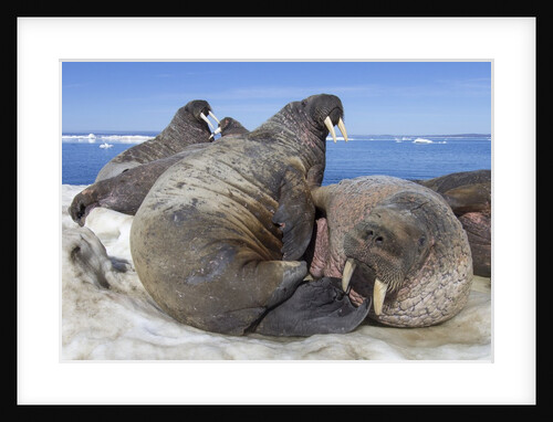 Walrus Herd on Iceberg, Hudson Bay, Nunavut, Canada by Anonymous
