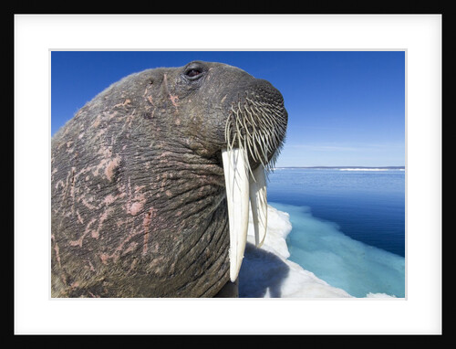Walrus on Iceberg, Hudson Bay, Nunavut, Canada by Anonymous