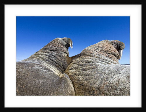 Walruses on Iceberg, Hudson Bay, Nunavut, Canada by Anonymous