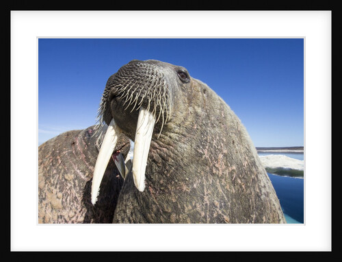 Walrus on Iceberg, Hudson Bay, Nunavut, Canada by Anonymous