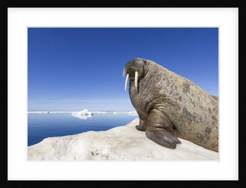 Walrus on Iceberg, Hudson Bay, Nunavut, Canada by Anonymous
