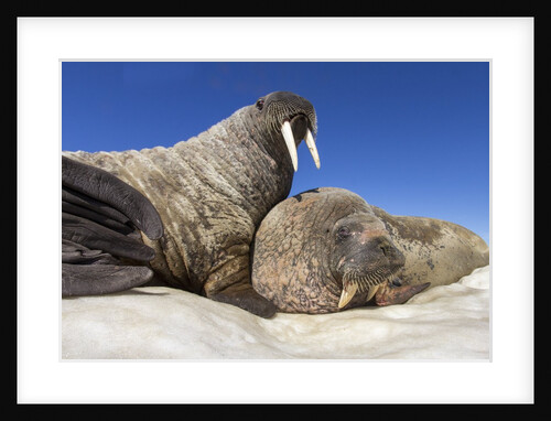 Walruses on Iceberg, Hudson Bay, Nunavut, Canada by Anonymous