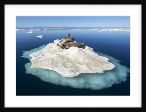 Walruses on Iceberg, Hudson Bay, Nunavut, Canada by Anonymous