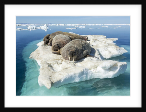 Walruses on Iceberg, Hudson Bay, Nunavut, Canada by Anonymous