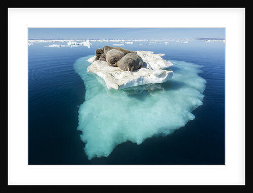 Walruses on Iceberg, Hudson Bay, Nunavut, Canada by Anonymous