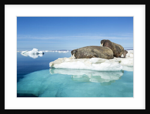 Walruses on Iceberg, Hudson Bay, Nunavut, Canada by Anonymous