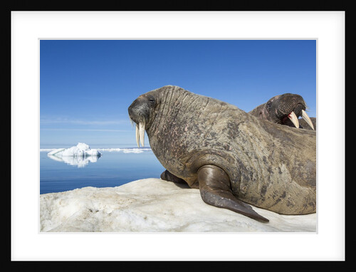 Walrus Herd on Iceberg, Hudson Bay, Nunavut, Canada by Anonymous