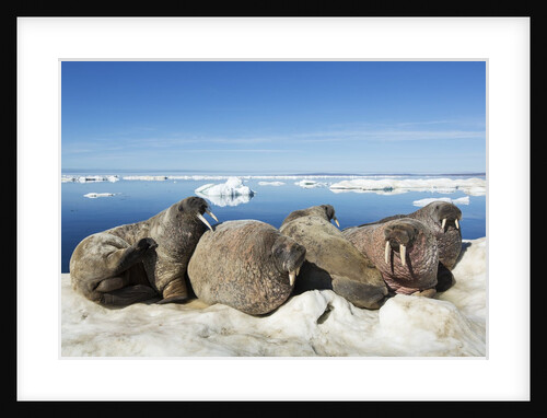 Walrus Herd on Iceberg, Hudson Bay, Nunavut, Canada by Anonymous