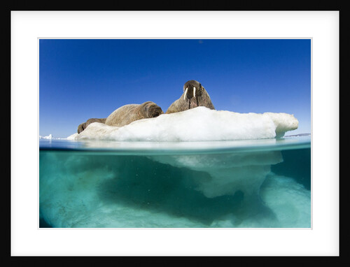 Walrus Herd on Iceberg, Hudson Bay, Nunavut, Canada by Anonymous
