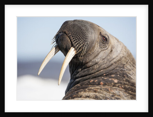 Walrus on Iceberg, Hudson Bay, Nunavut, Canada by Anonymous