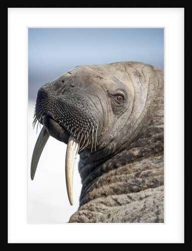 Walrus on Iceberg, Hudson Bay, Nunavut, Canada by Anonymous
