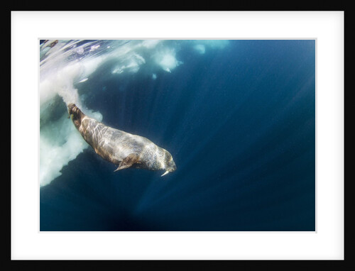 Underwater Walrus, Hudson Bay, Nunavut, Canada by Anonymous