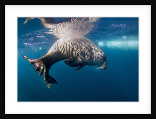 Underwater Walrus, Hudson Bay, Nunavut, Canada by Anonymous